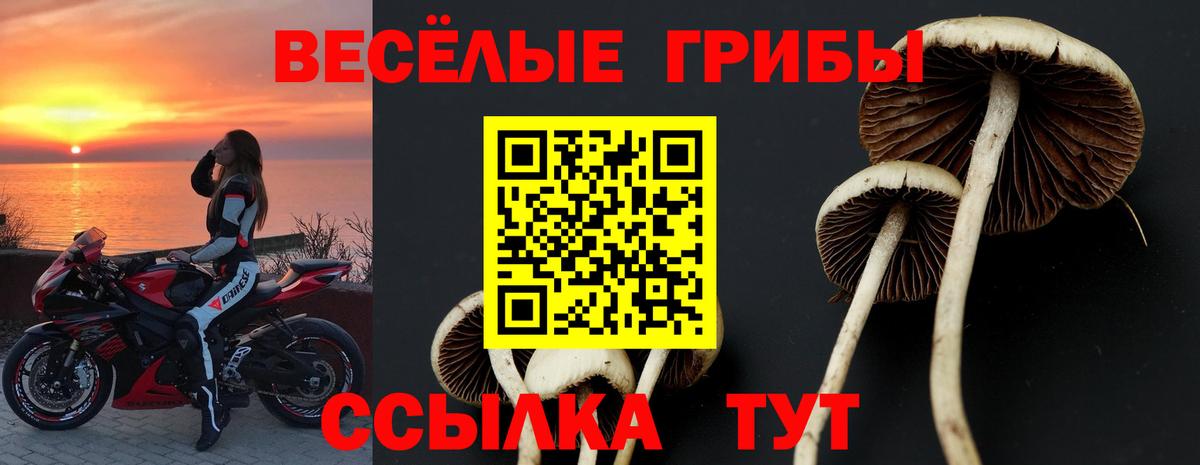 Псилоцибиновые грибы Psilocybe Кулебаки